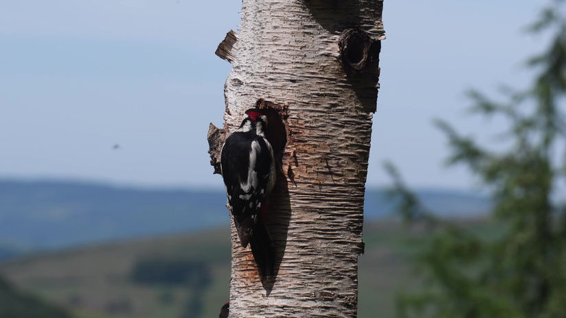 Woodpeckers in Wales